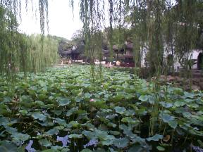 Not the nympheas in Giverny !